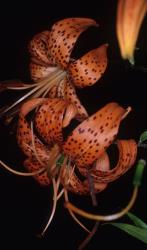 Image: P.B. Heenan © Landcare Research 2014 